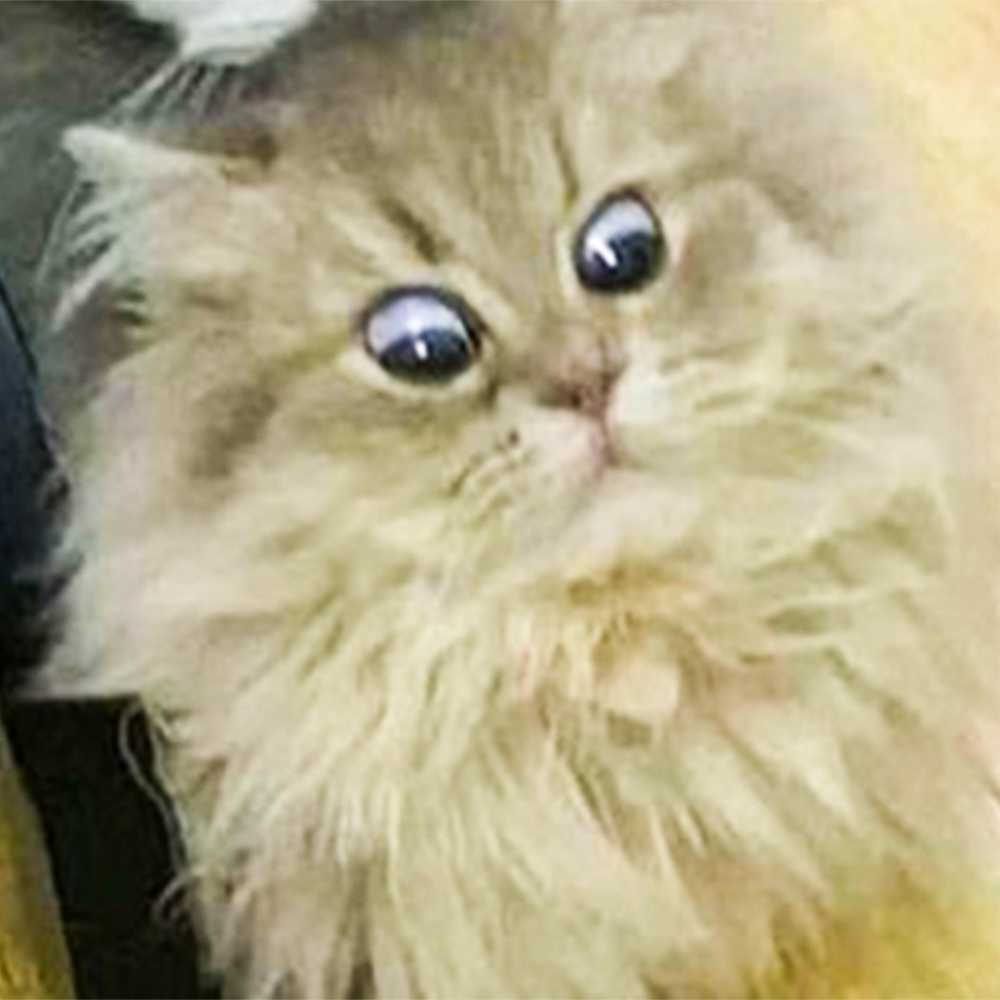 布偶喵：「為什麼要叼窩走？！」