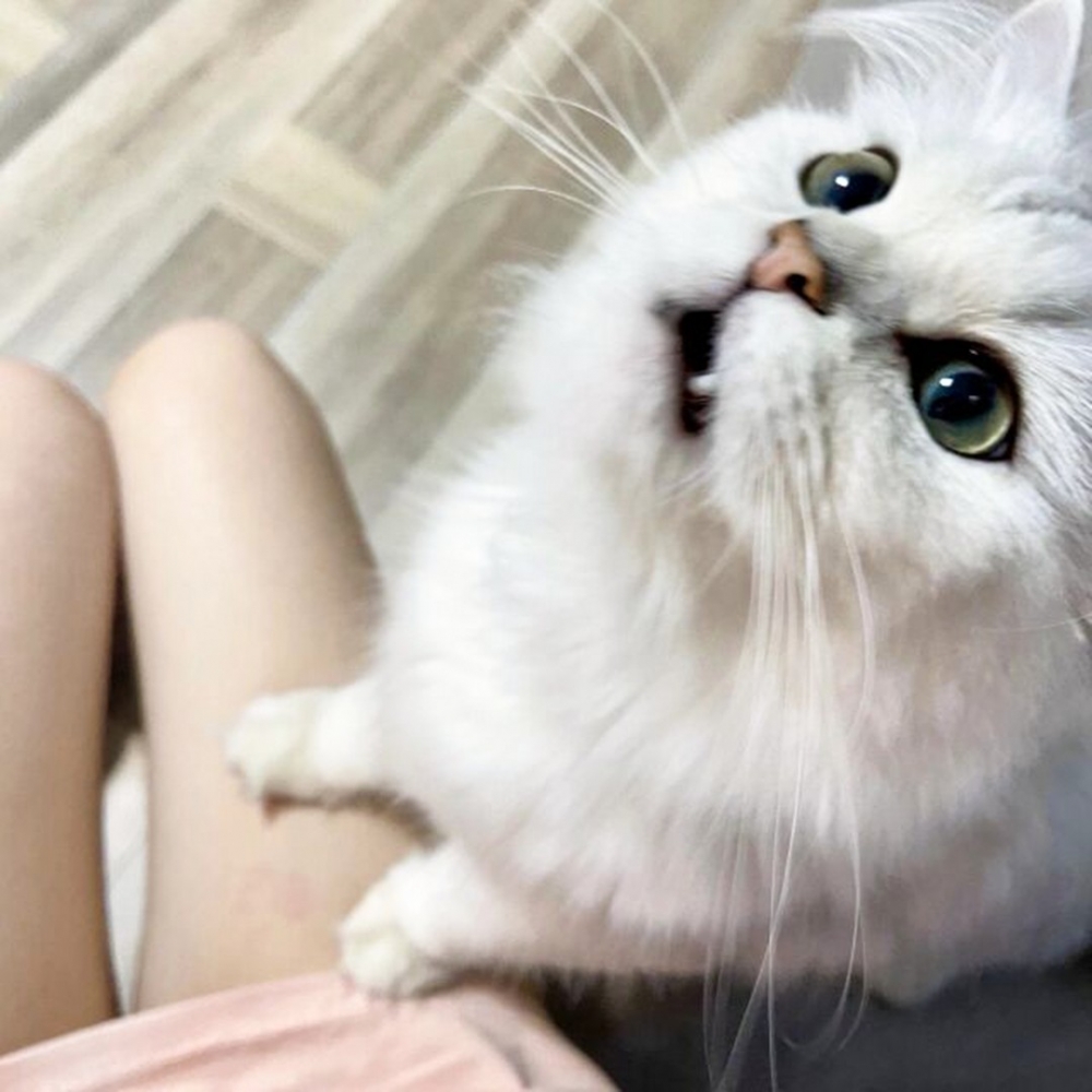 一聽見有吃的就猛撲上來的貓咪～