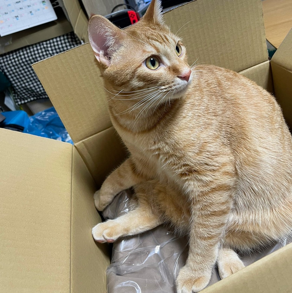 喵：「快幫朕拿走！」