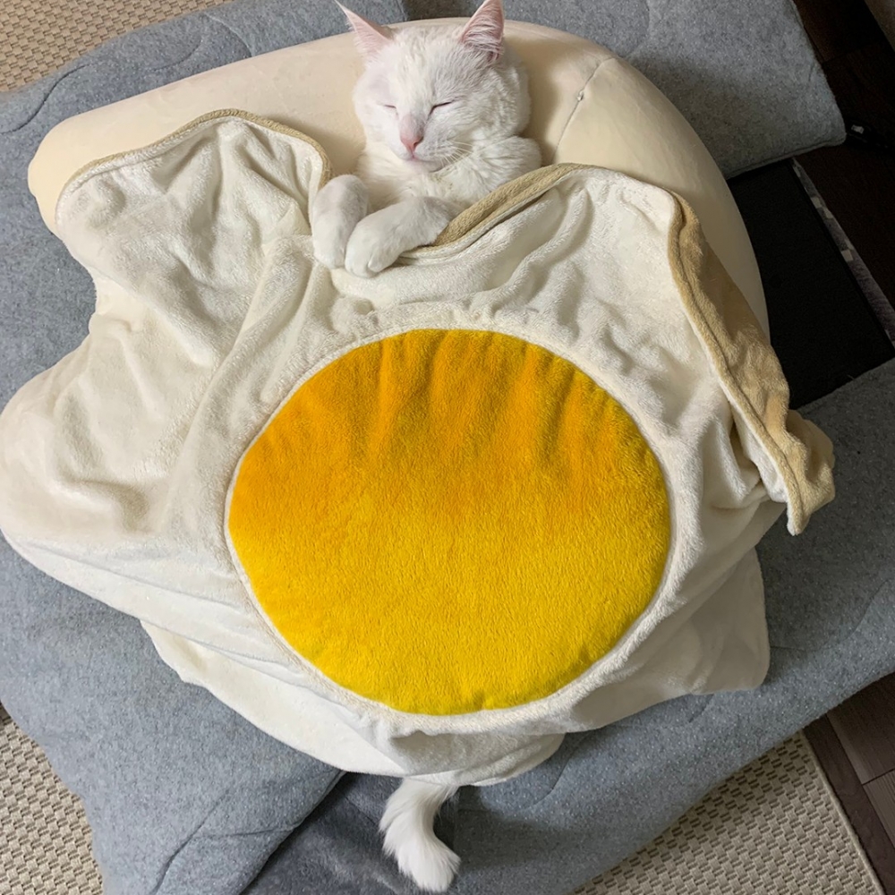 喵：「來惹～朕的愛被❤️」