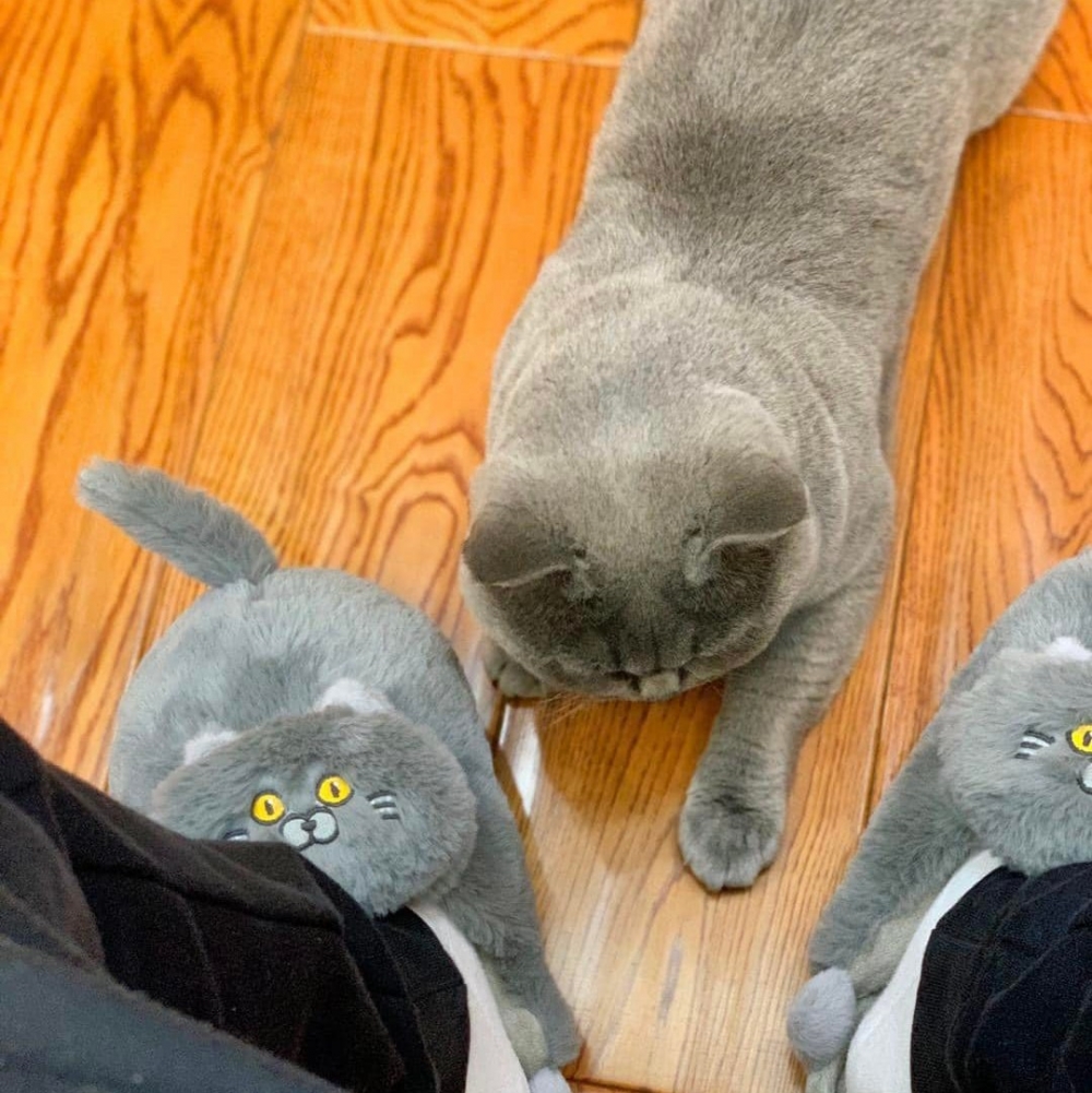 喵：「朕的朋友你們好可憐噢···」