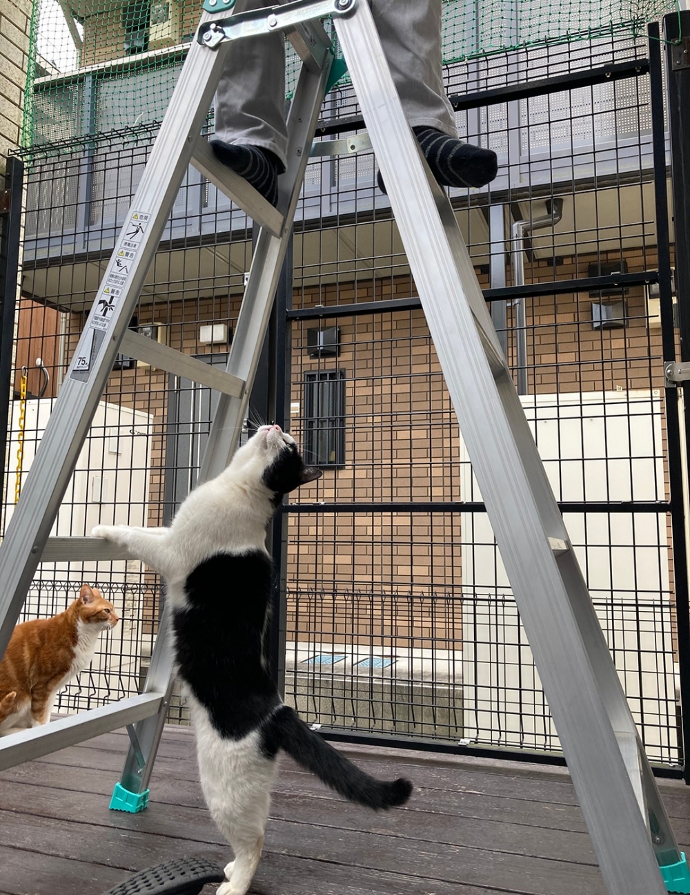 喵：「很危險欸！朕來幫你～」