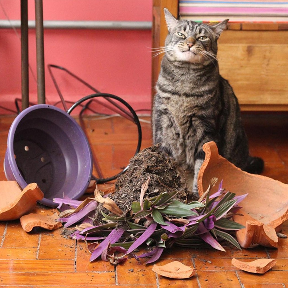 喵:「沒錯!花瓶就是被朕打破的!」