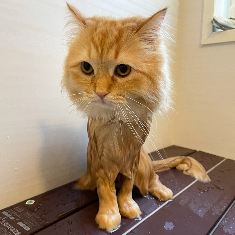 喵：「這是窩？？？」