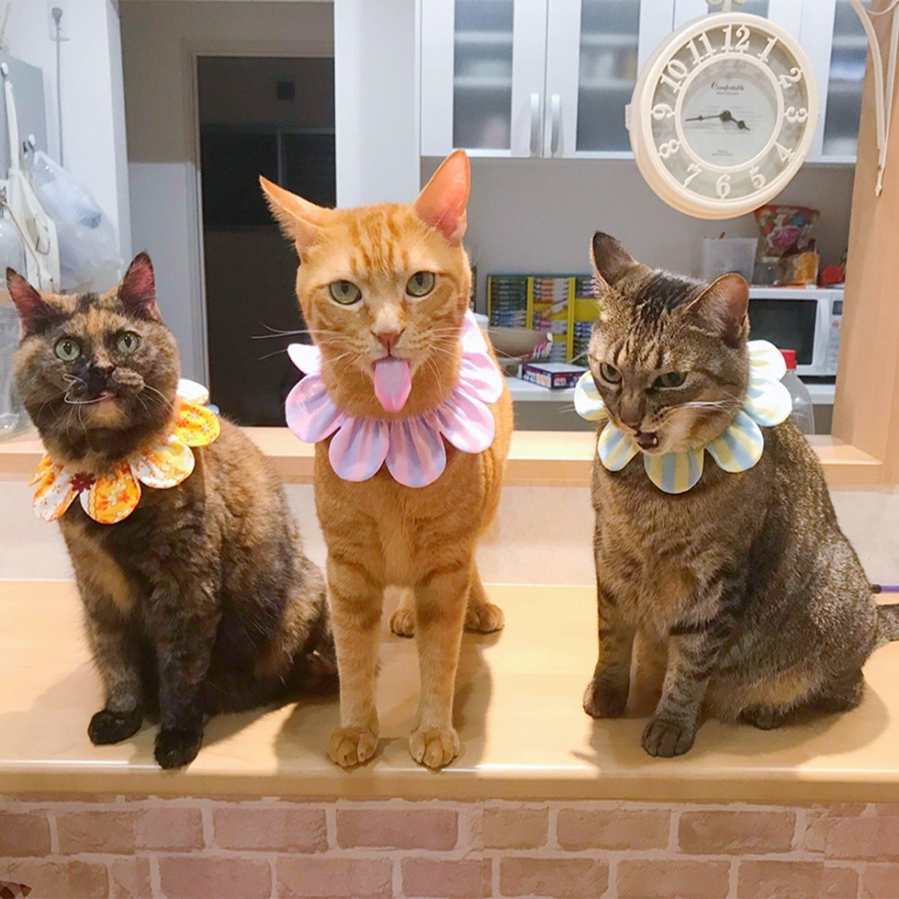 眾貓寵愛的大橘❤️