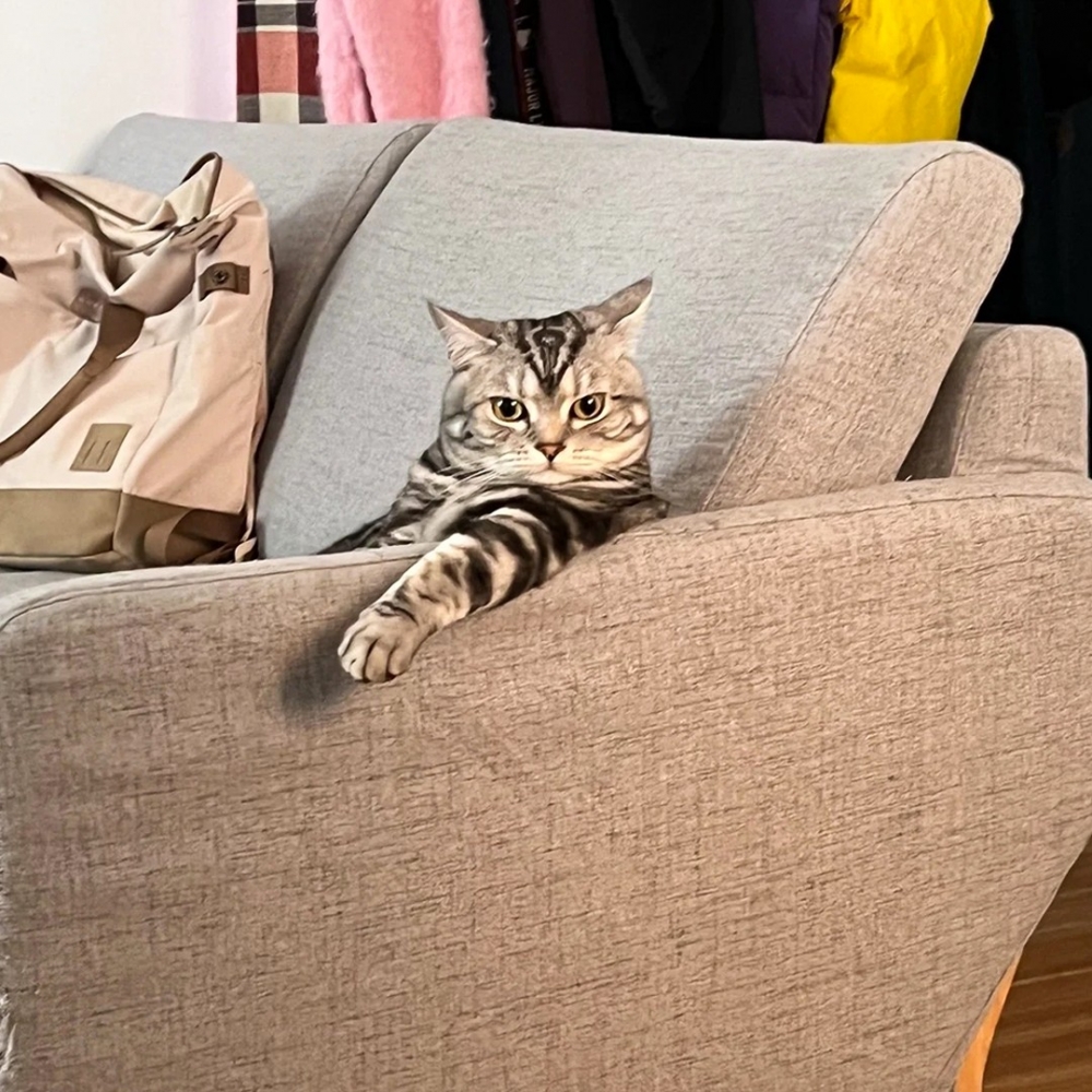 喵：「定時視察朕的江山！」