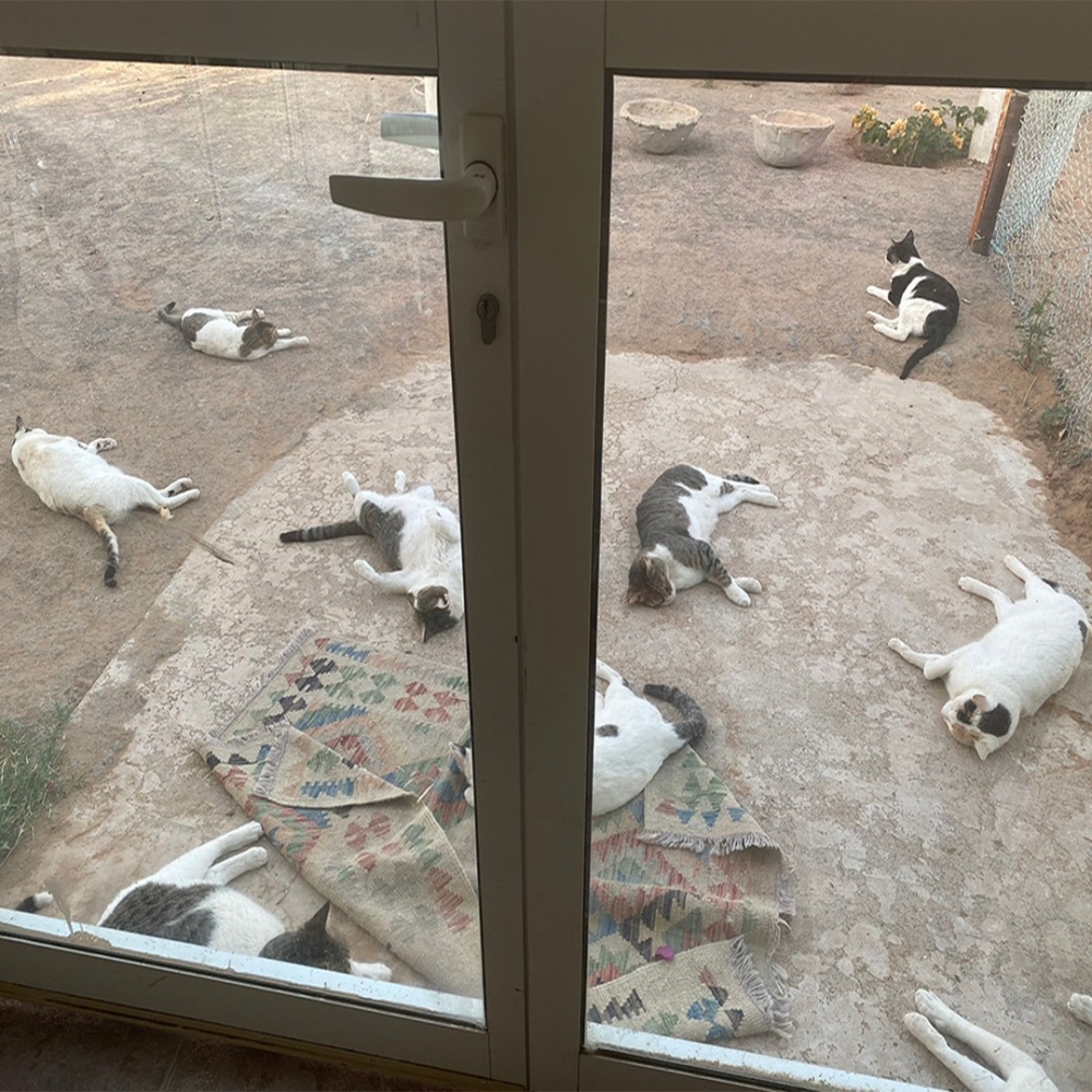 喵x8:「呼嚕嚕~呼嚕嚕~~」