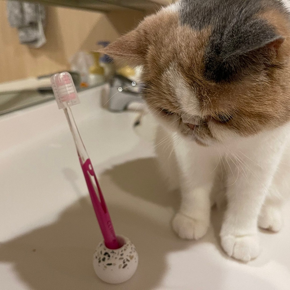 喵:「朕的磨牙棒沒了😿」
