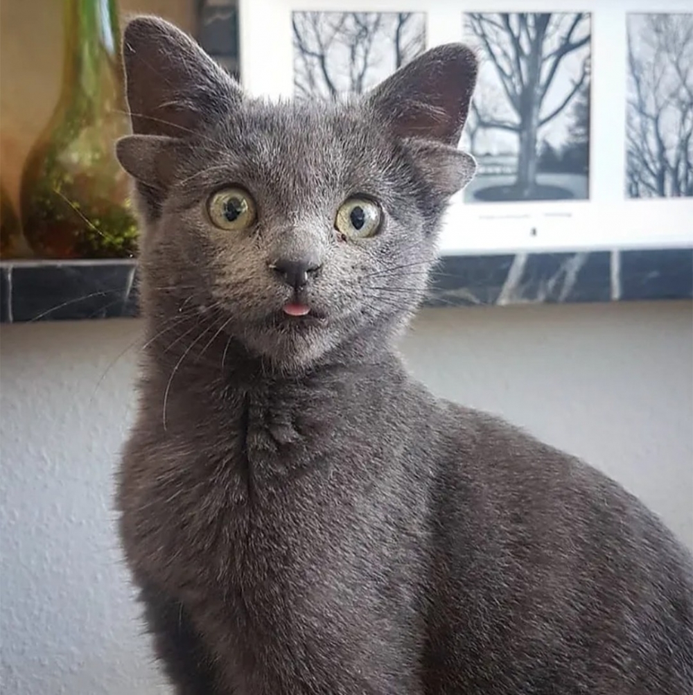 這是一隻可愛的貓咪版小精靈