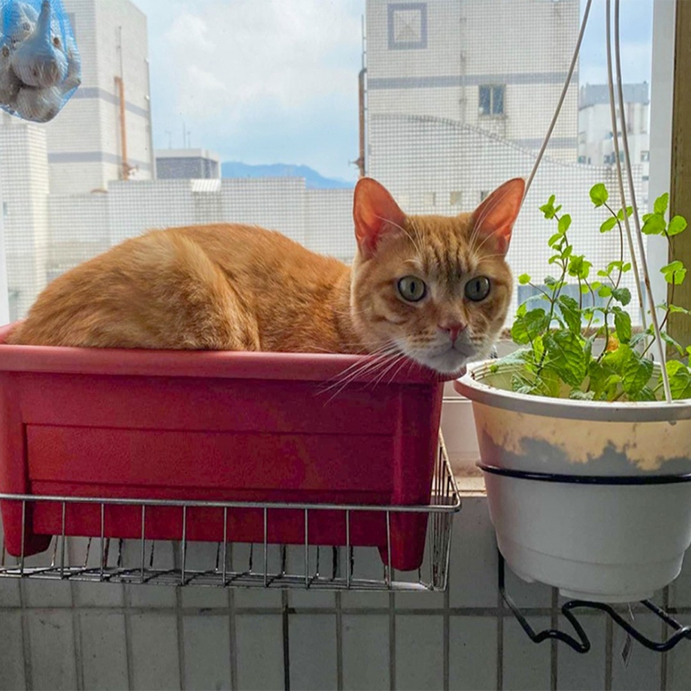 花盆：「兼職作貓窩中······」