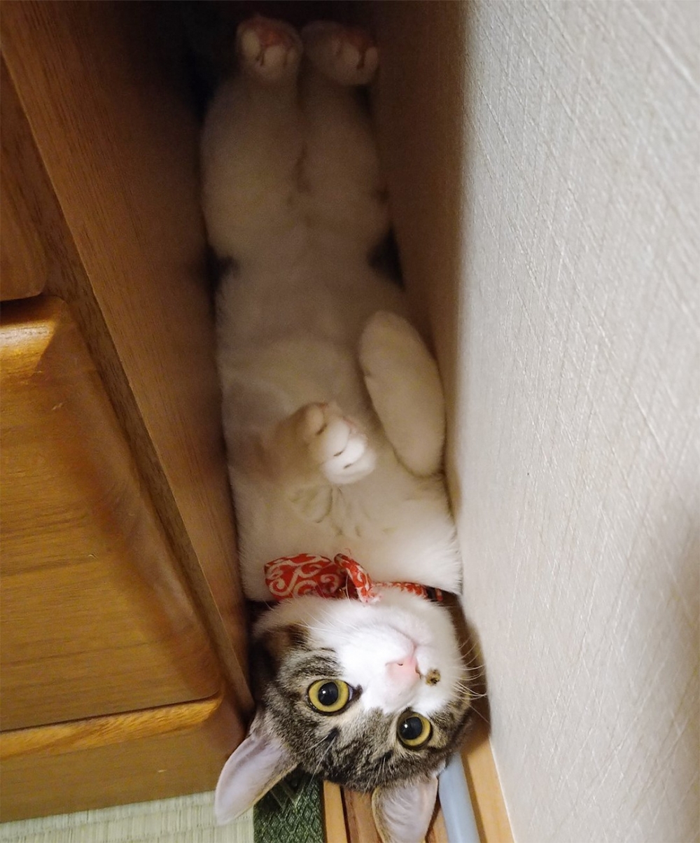 喵：「朕怎麼突然卡住了！？」