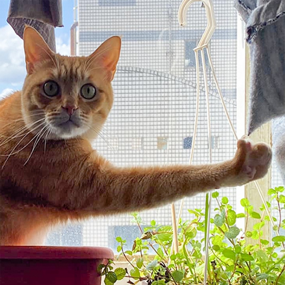 奴才：「梗圖小庫存+1」