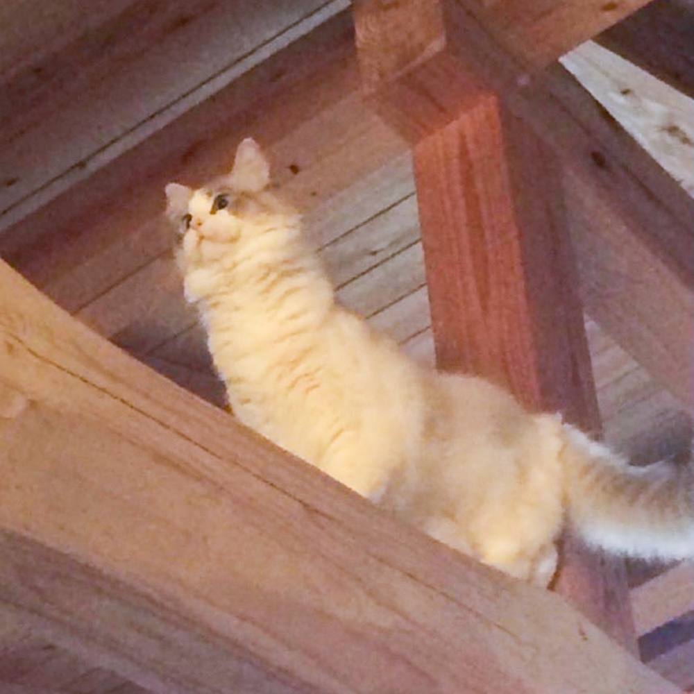 喵：「讓朕看看前面有什麼～」