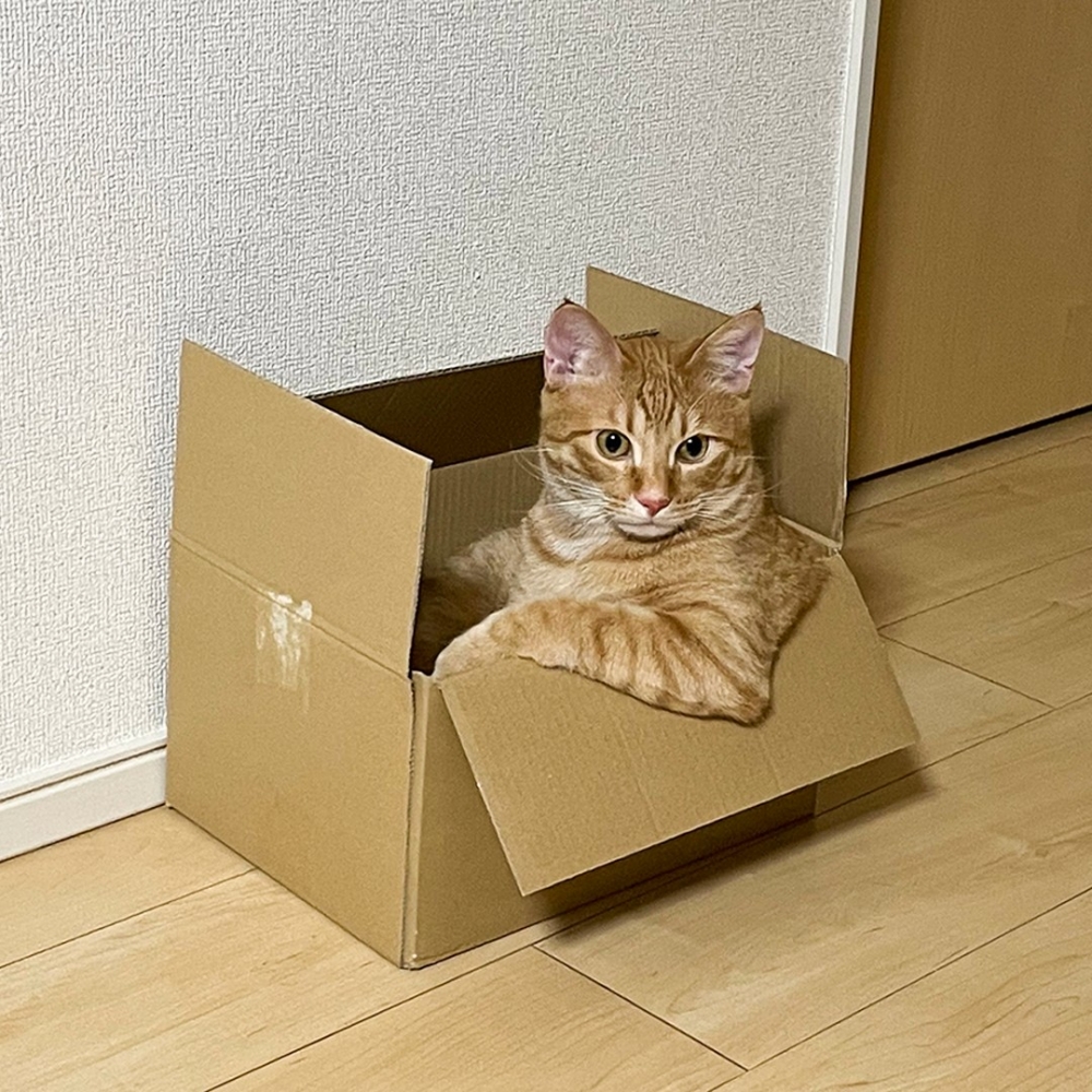 貓主子一輛「紙箱愛車」Get！