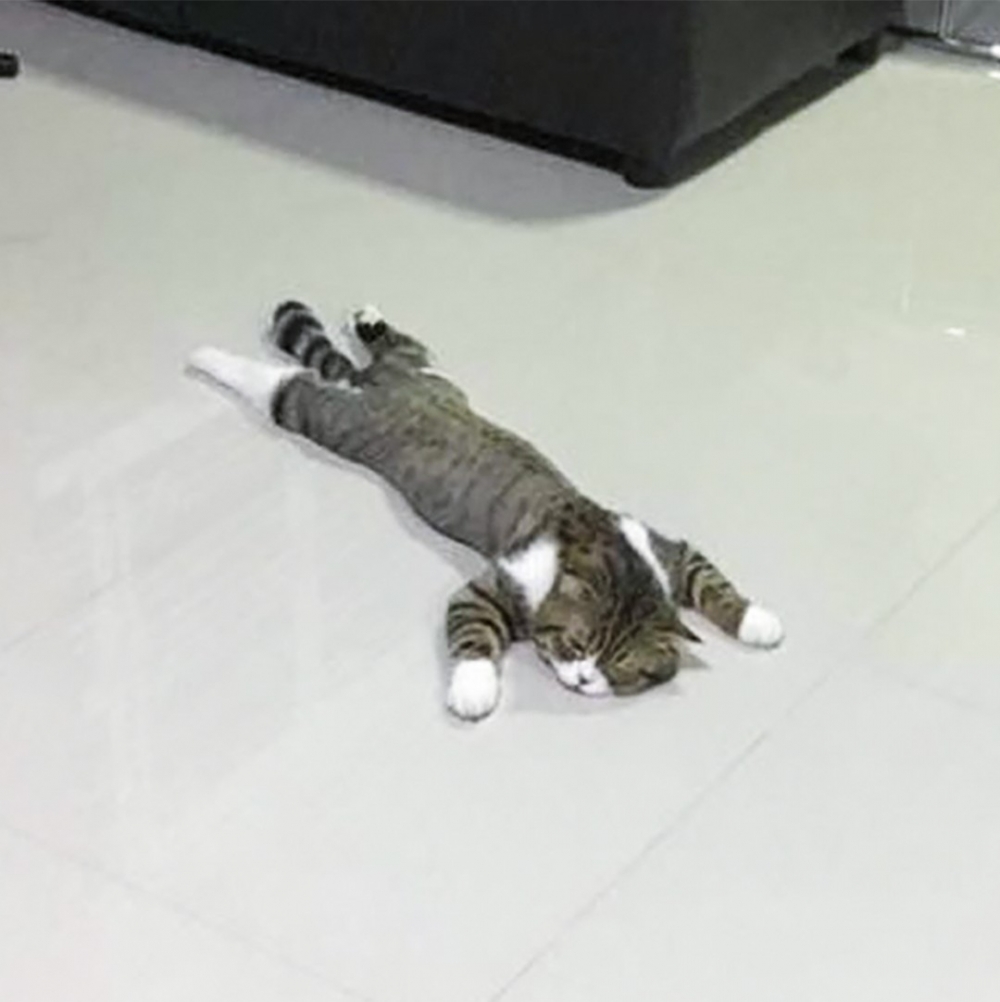 網：「這貓已經液化成身分不明的物體了」