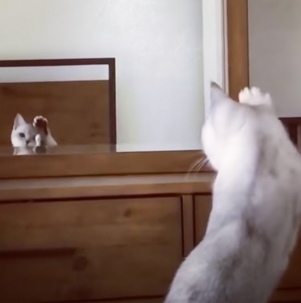 喵:「這好像是窩的耳朵!」