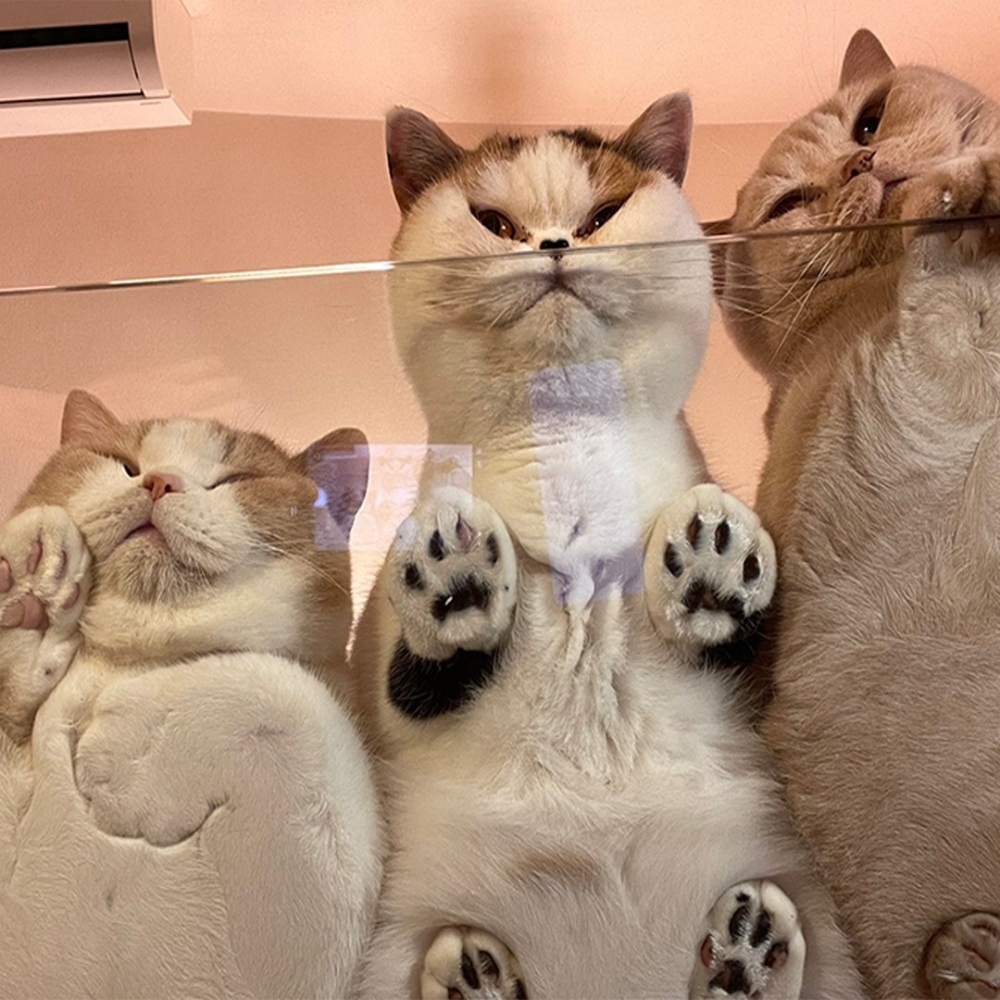 奴才：「心空爆擊！！！」