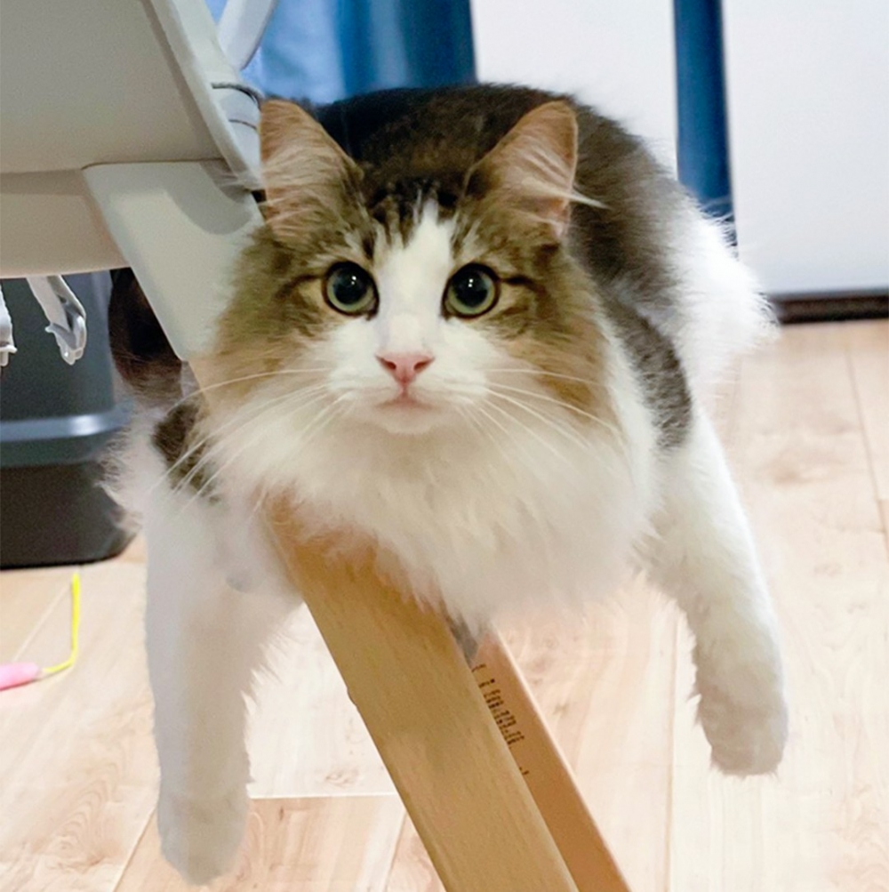 奴才：「話說你還不要降落嗎？」