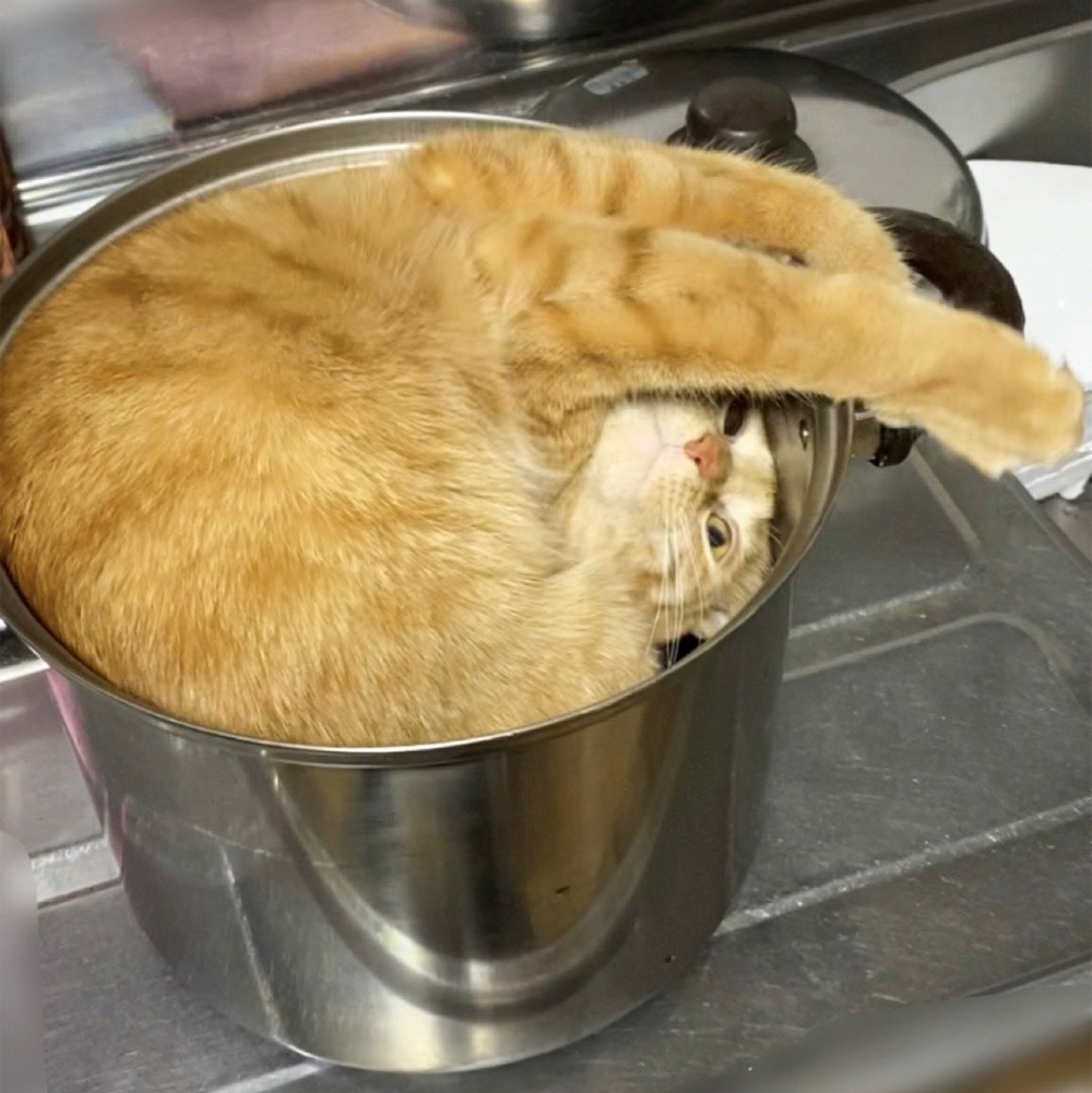 奴才:「這是一鍋···貓湯?」