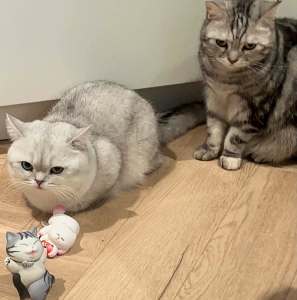 喵：「它們吃太久了吧」