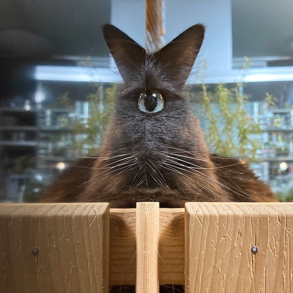 奴才:「看久了感覺莫名可愛~」