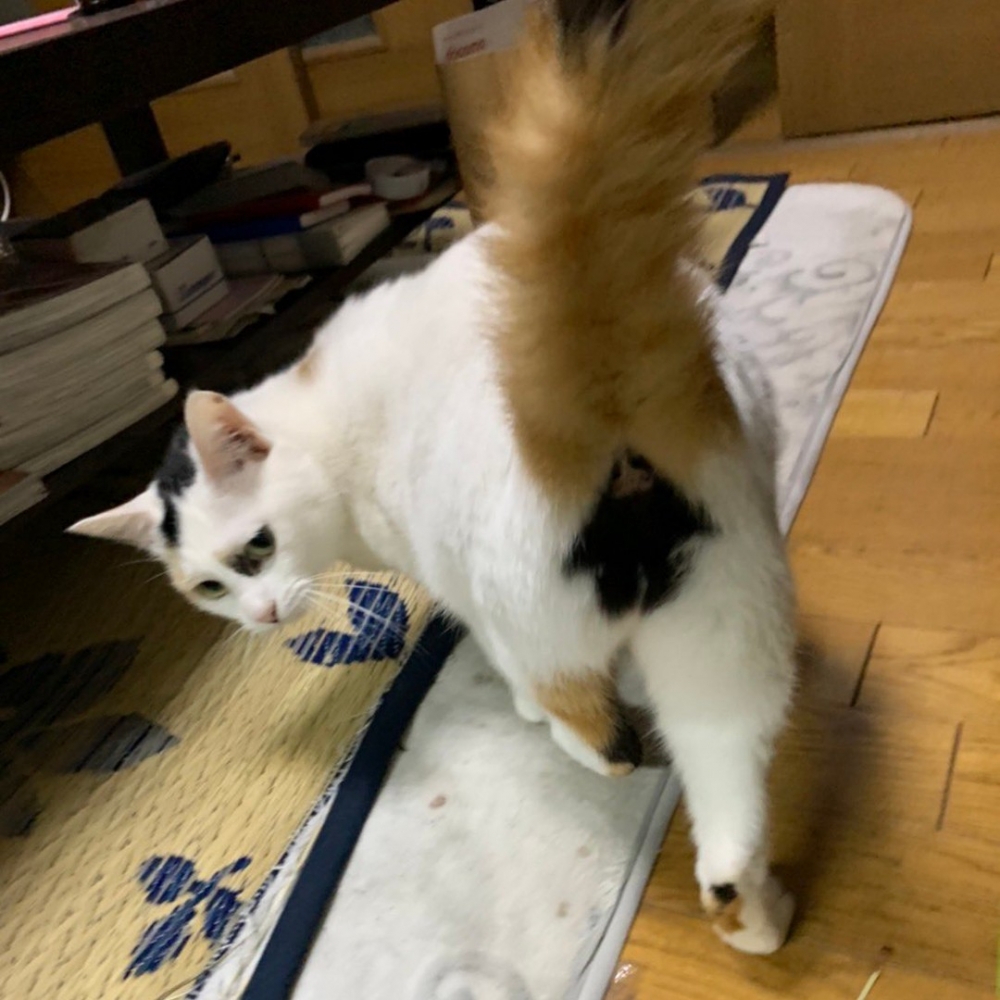 奴才：「大家都往主子的PP看?」