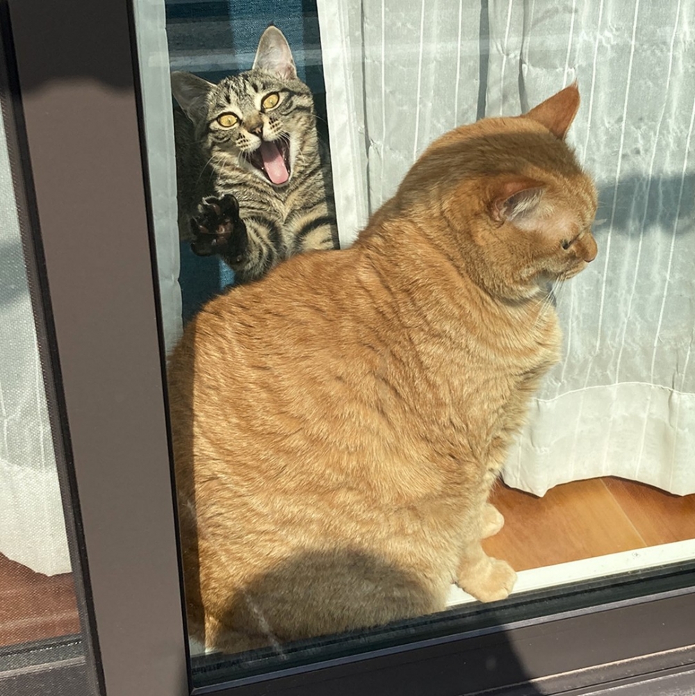 大橘:「總覺得有一道熾熱的目光在看著朕······」