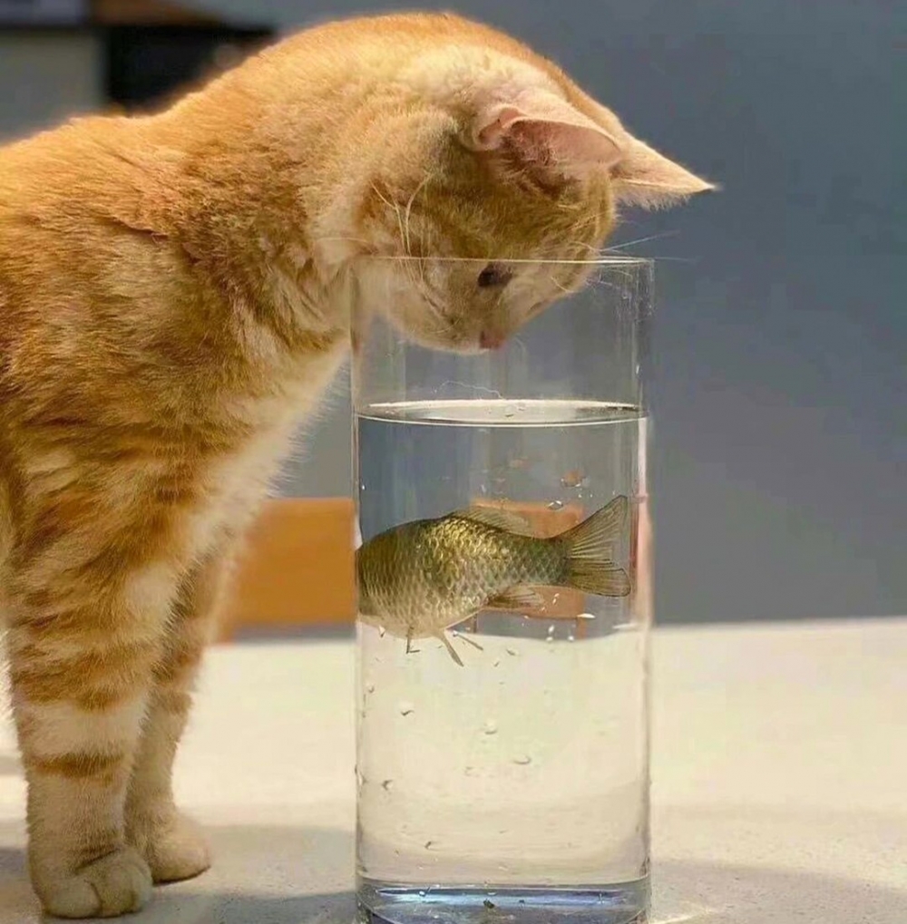 魚:「窩太難了······」