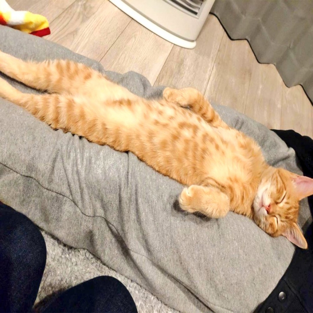 奴才：「我家主子寵幸的方式有點不同」