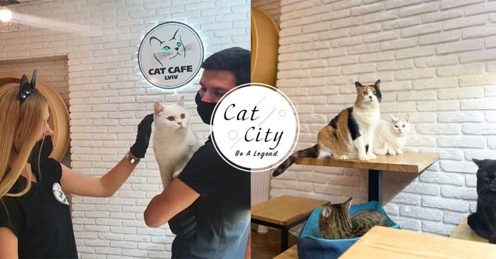 烏克蘭貓Cafe無懼炮火照常營業，奴才不捨20隻貓咪堅持留下：不能拋棄家人！