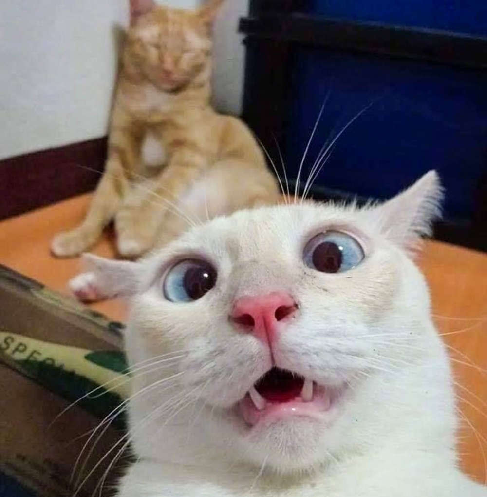 大橘：「呼嚕嚕～呼嚕嚕嚕～」