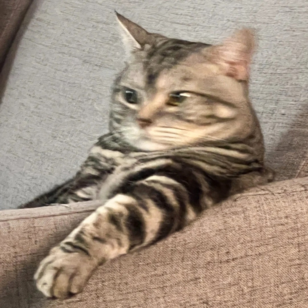 奴才：「妥妥的貓老大」