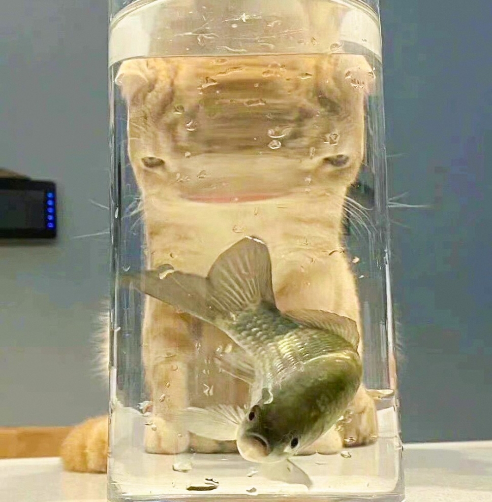 喵:「讓朕再靠近一點看小魚~」