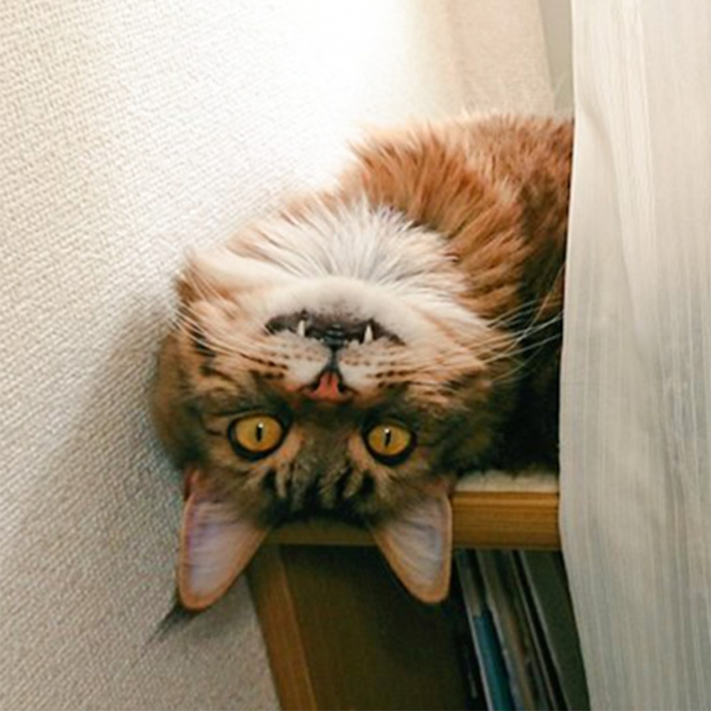 喵：「想睡但好想知道奴才在幹嘛······」