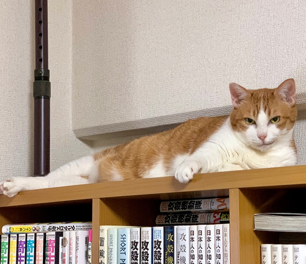 喵：「不要害怕啦～朕還沒做什麼呢」