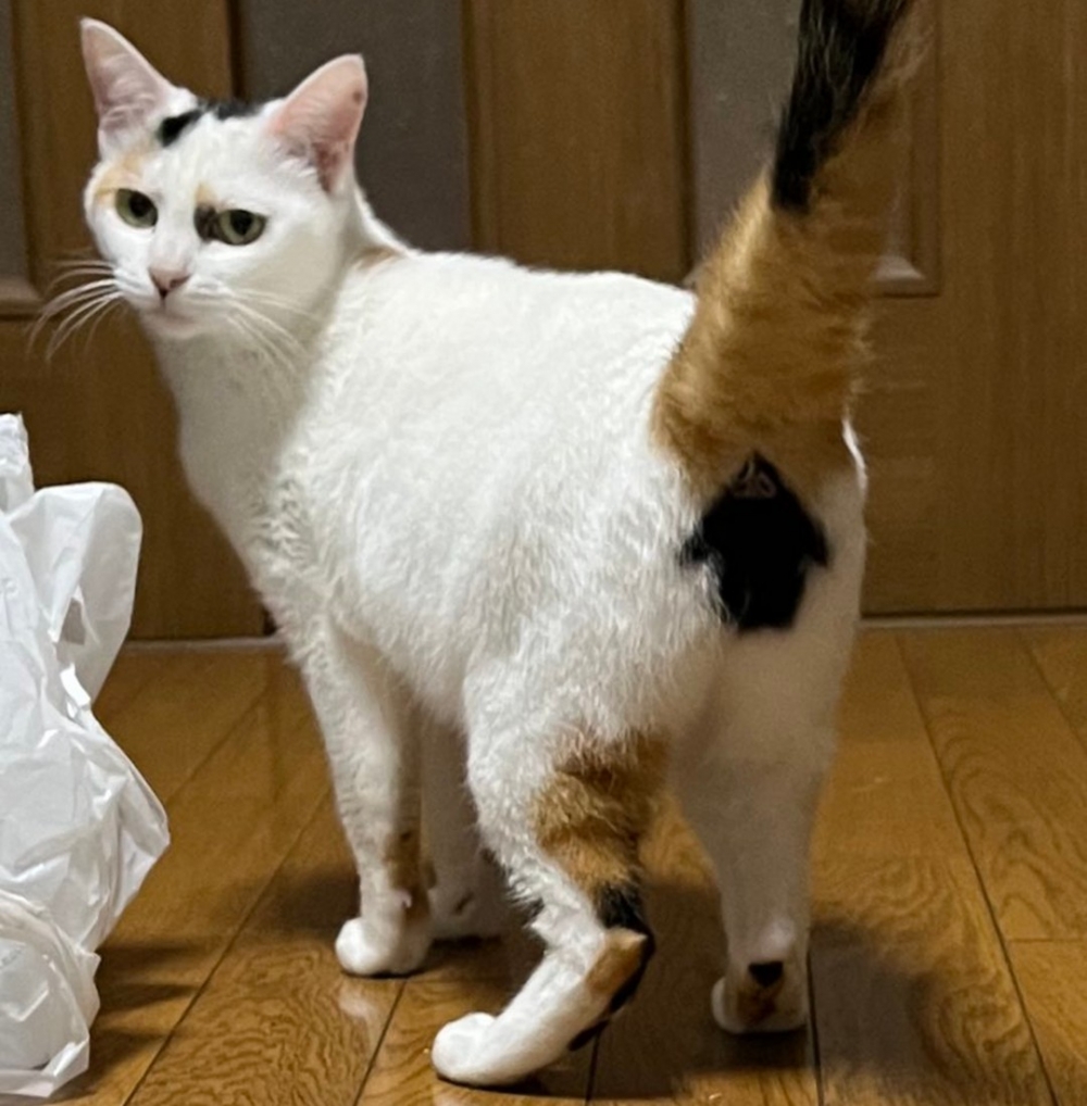 喵：「別一直往屁屁上看啦」