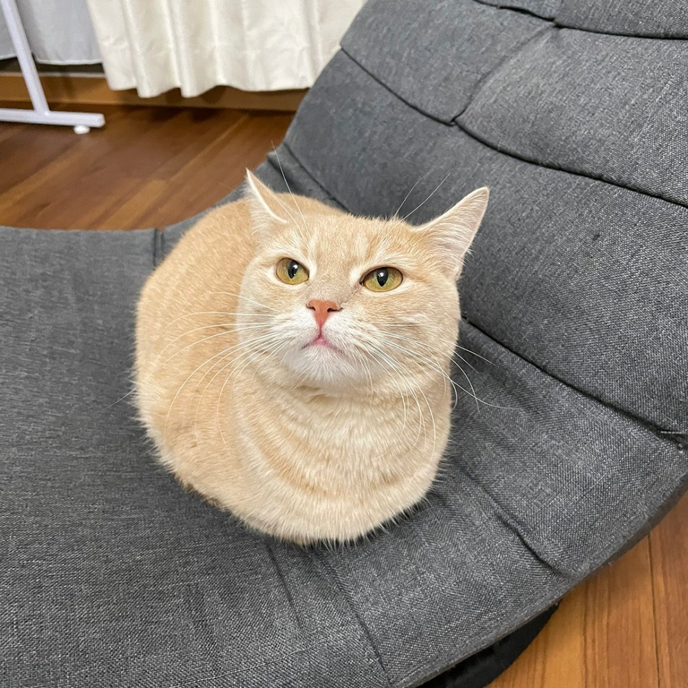 喵：「爪爪都不見惹～驚喜嗎？」