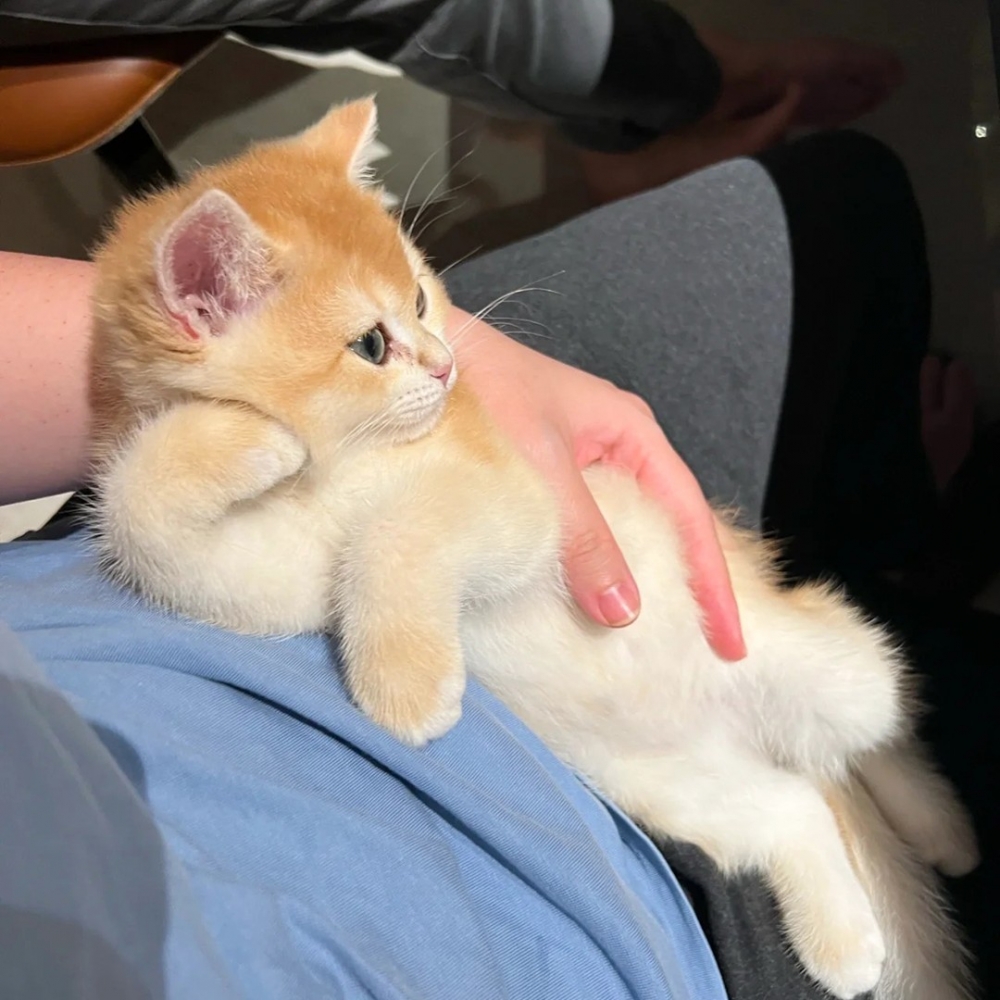 喵：「舒服～奴才不要動噢」