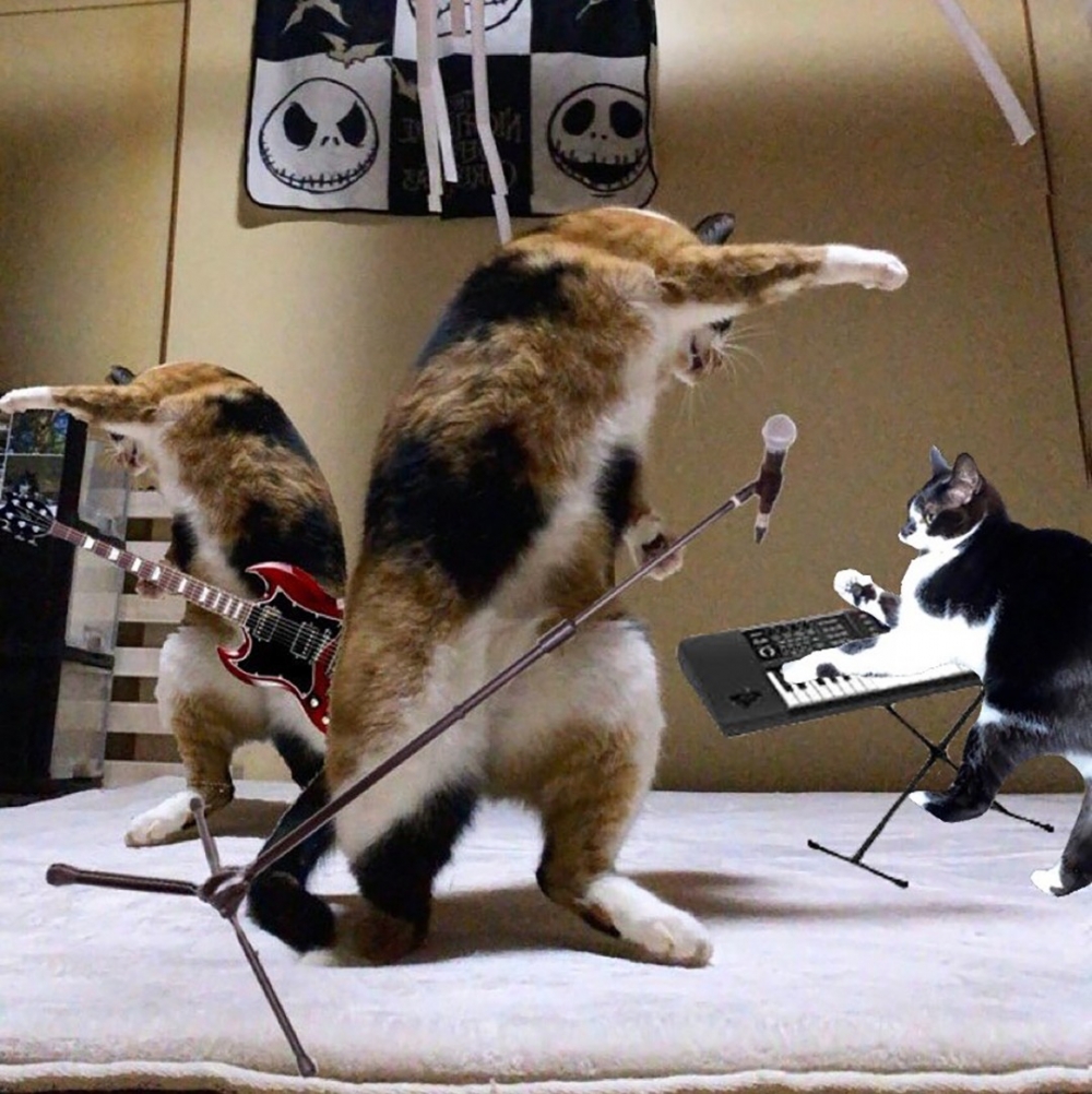 立馬組團出道的主子XD