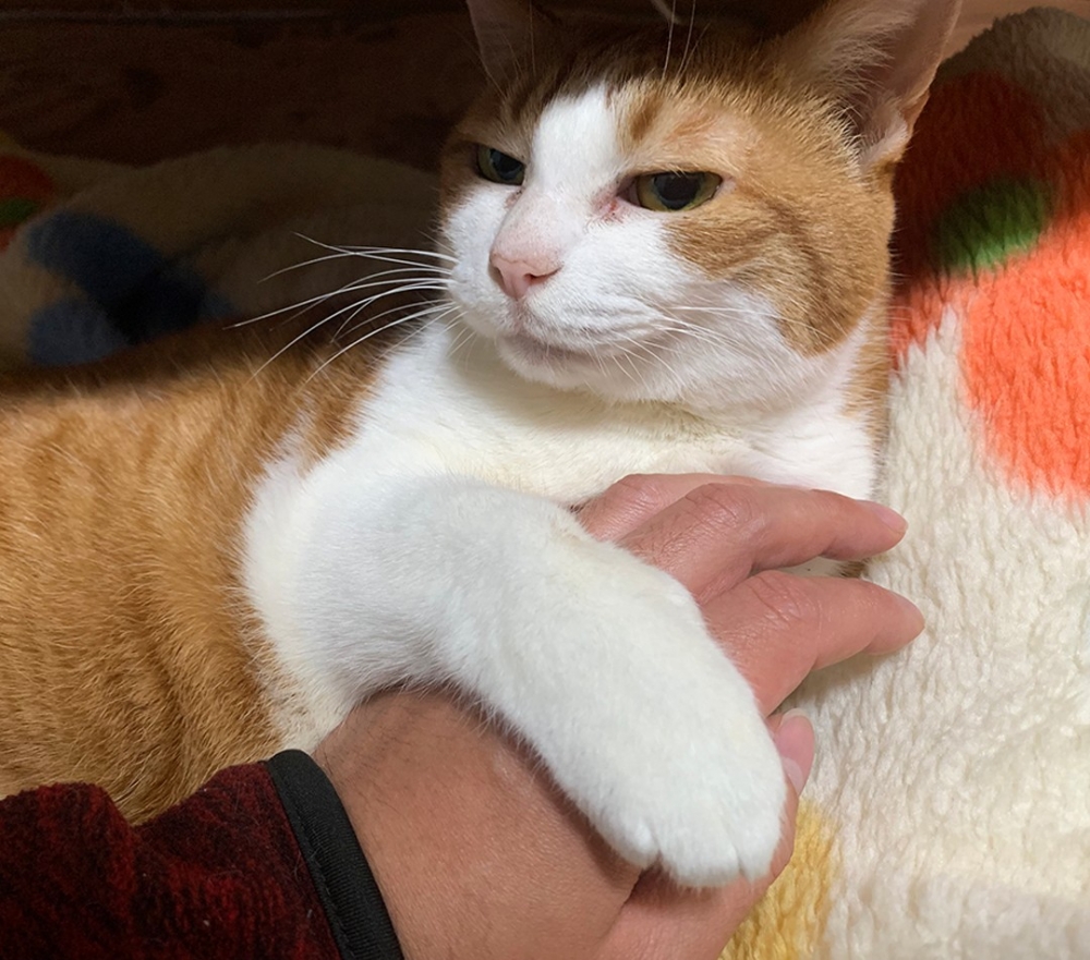 喵：「都不知道人類在怕什麼～?」