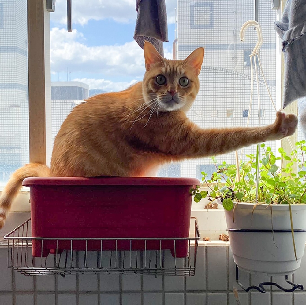 喵：「別拍了！救駕！快來救駕！」