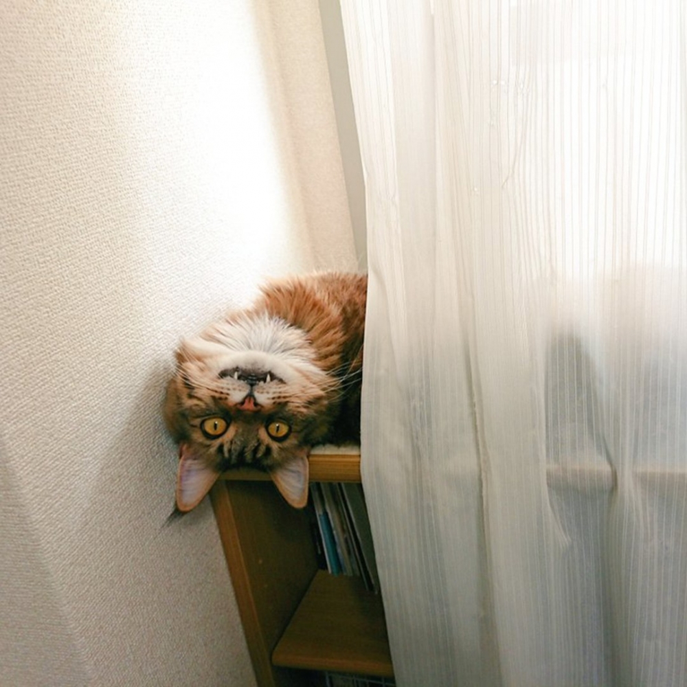 奴才：「涼颼颼、涼颼颼，背後涼颼颼?」