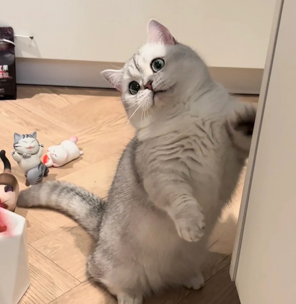 喵：「窩很棒吧？」
