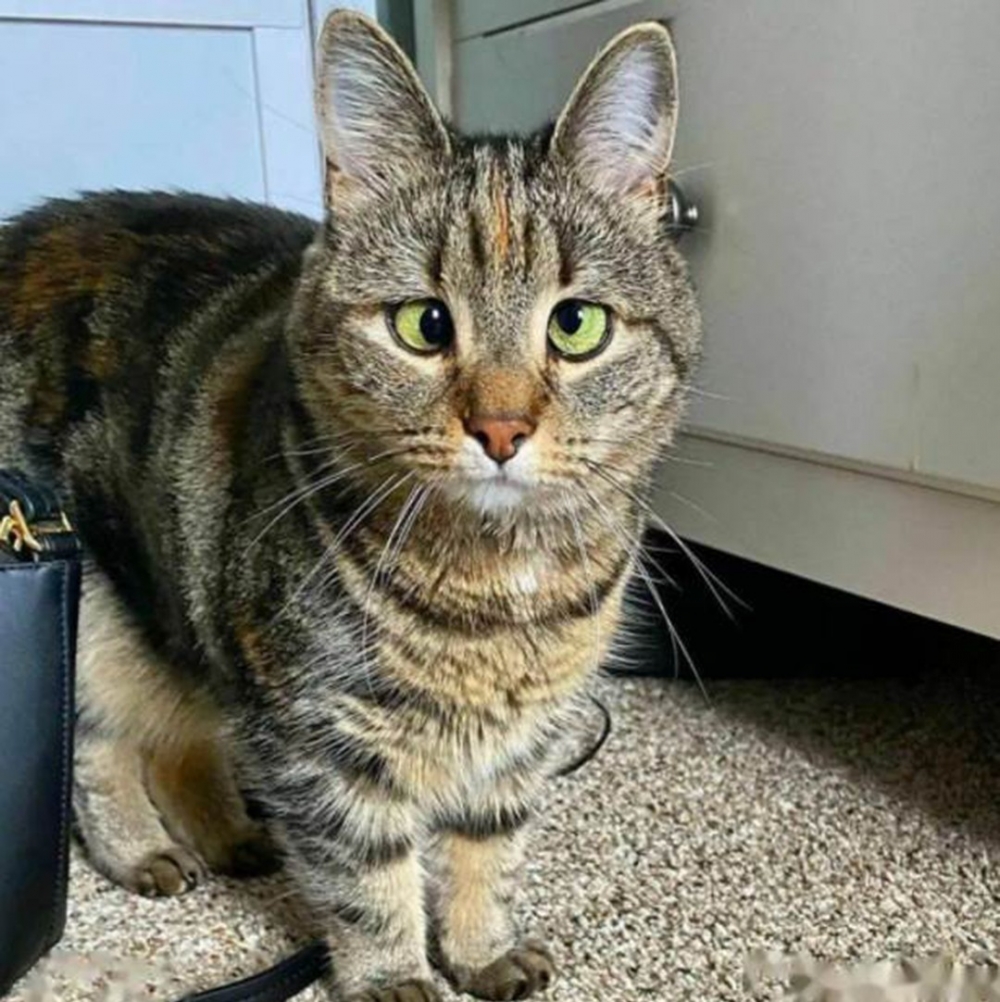 一扇被打開的地下室門，讓貓主子重獲希望