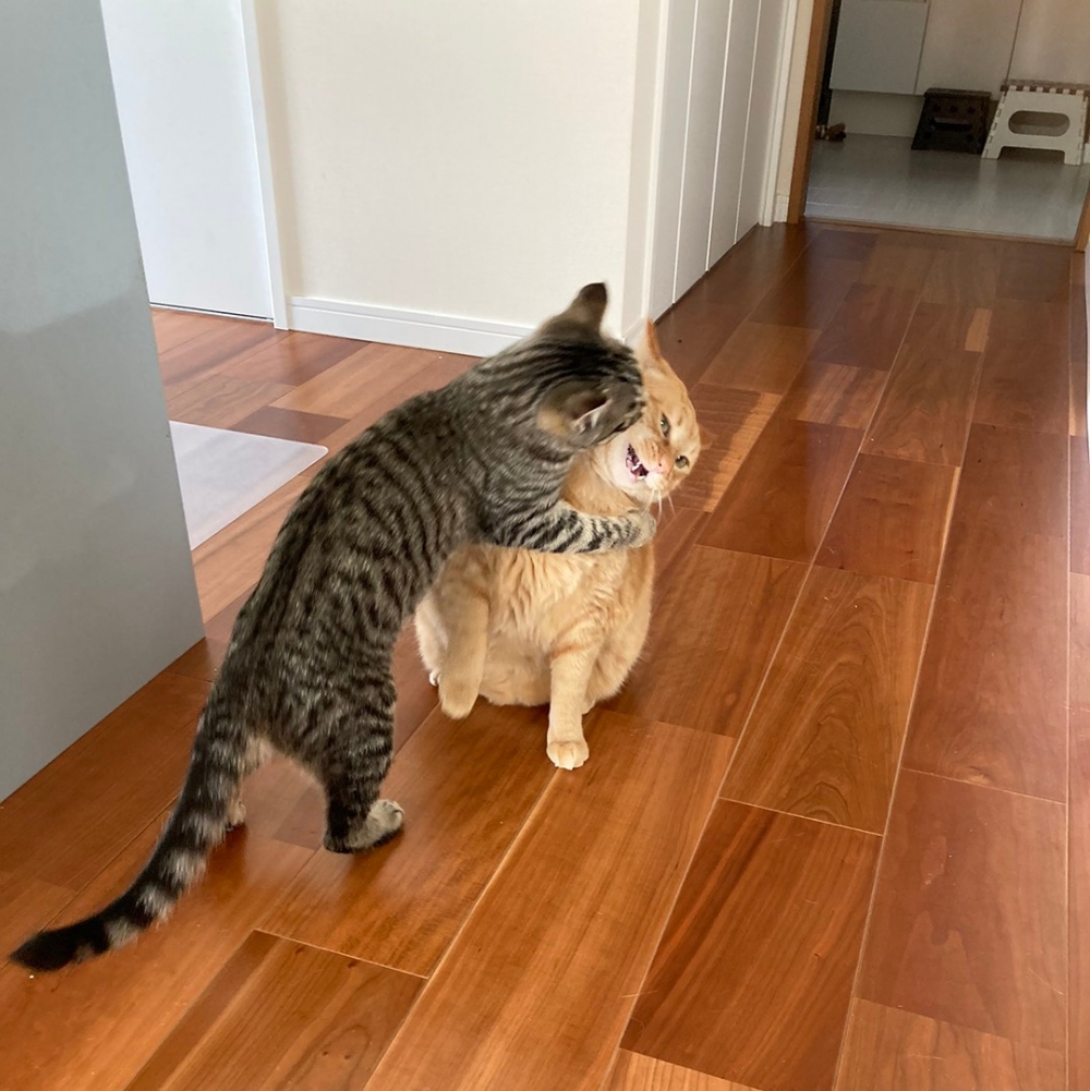 虎斑主子報復+1