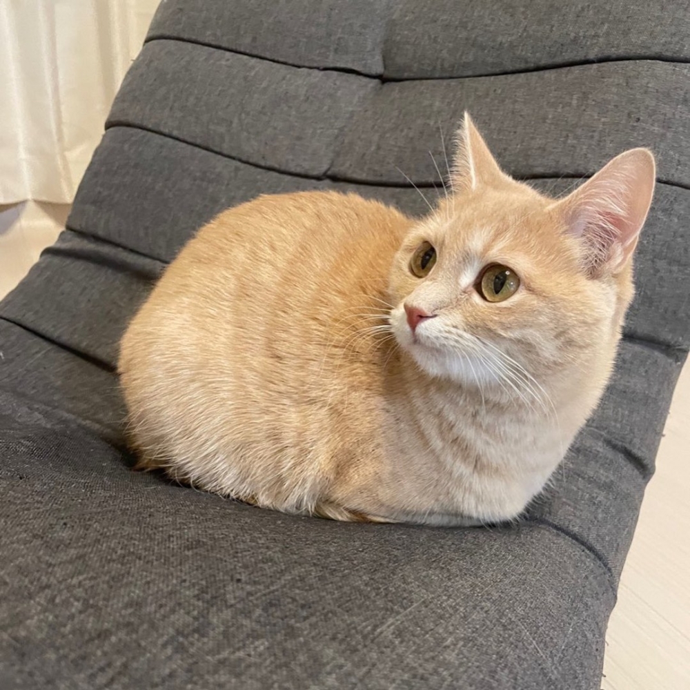 喵：「朕只是擅於收納！」