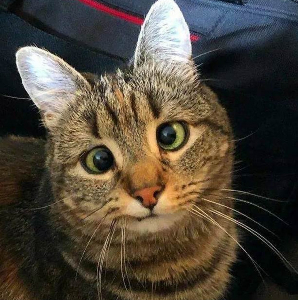 奴才：「明明我家主子就長得超可愛的！」