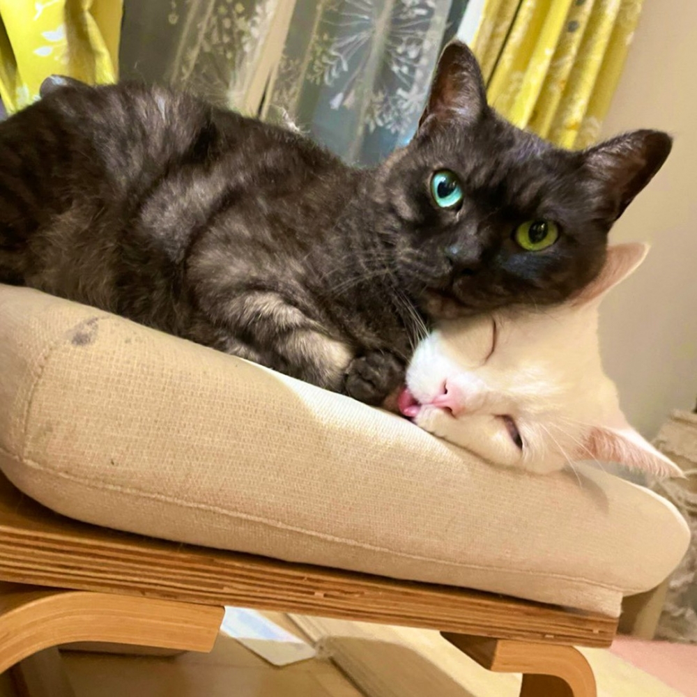 喵:「這次不是朕睡出來的!是被擠出來的QAQ」