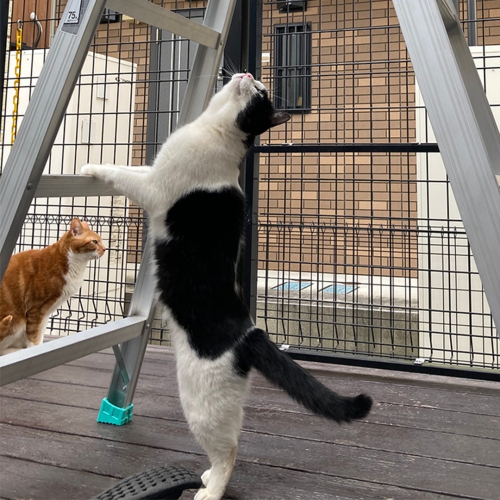 大橘：「沒有罐罐？漠不關心～」