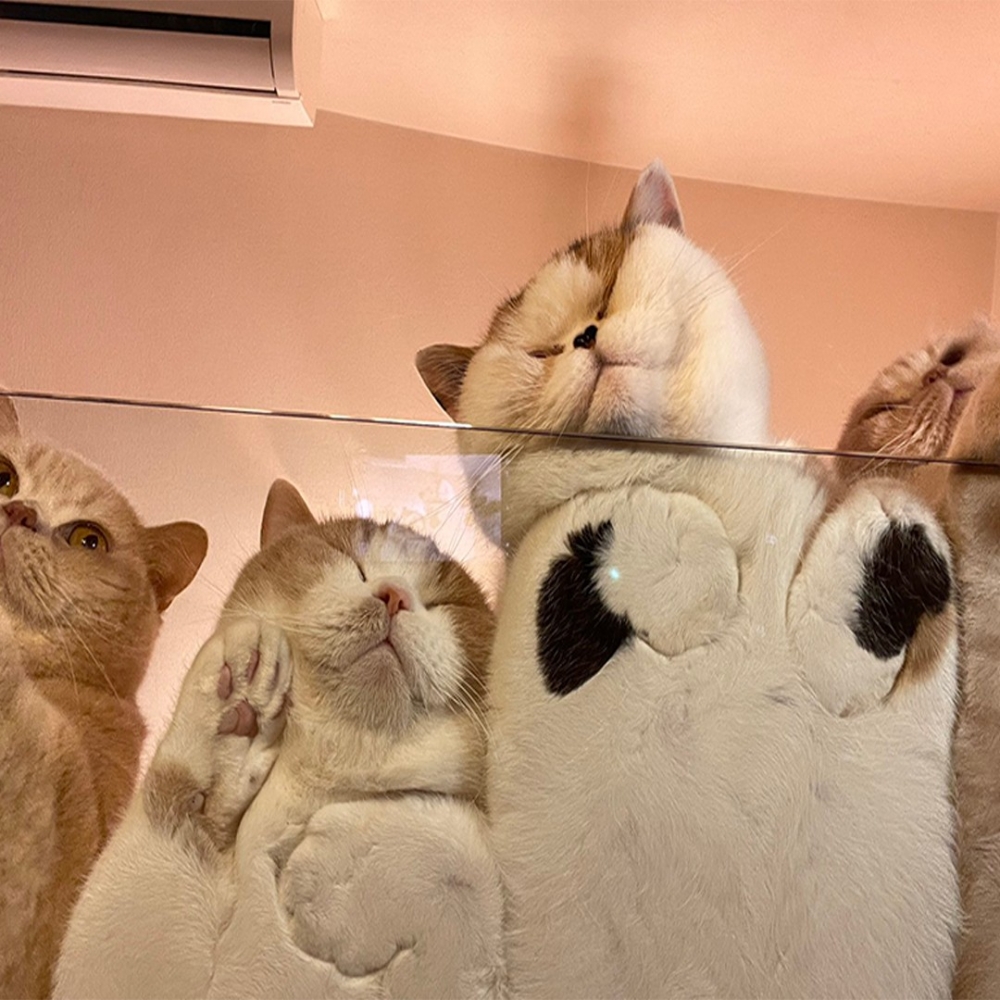 奴才：「睡得真香～」